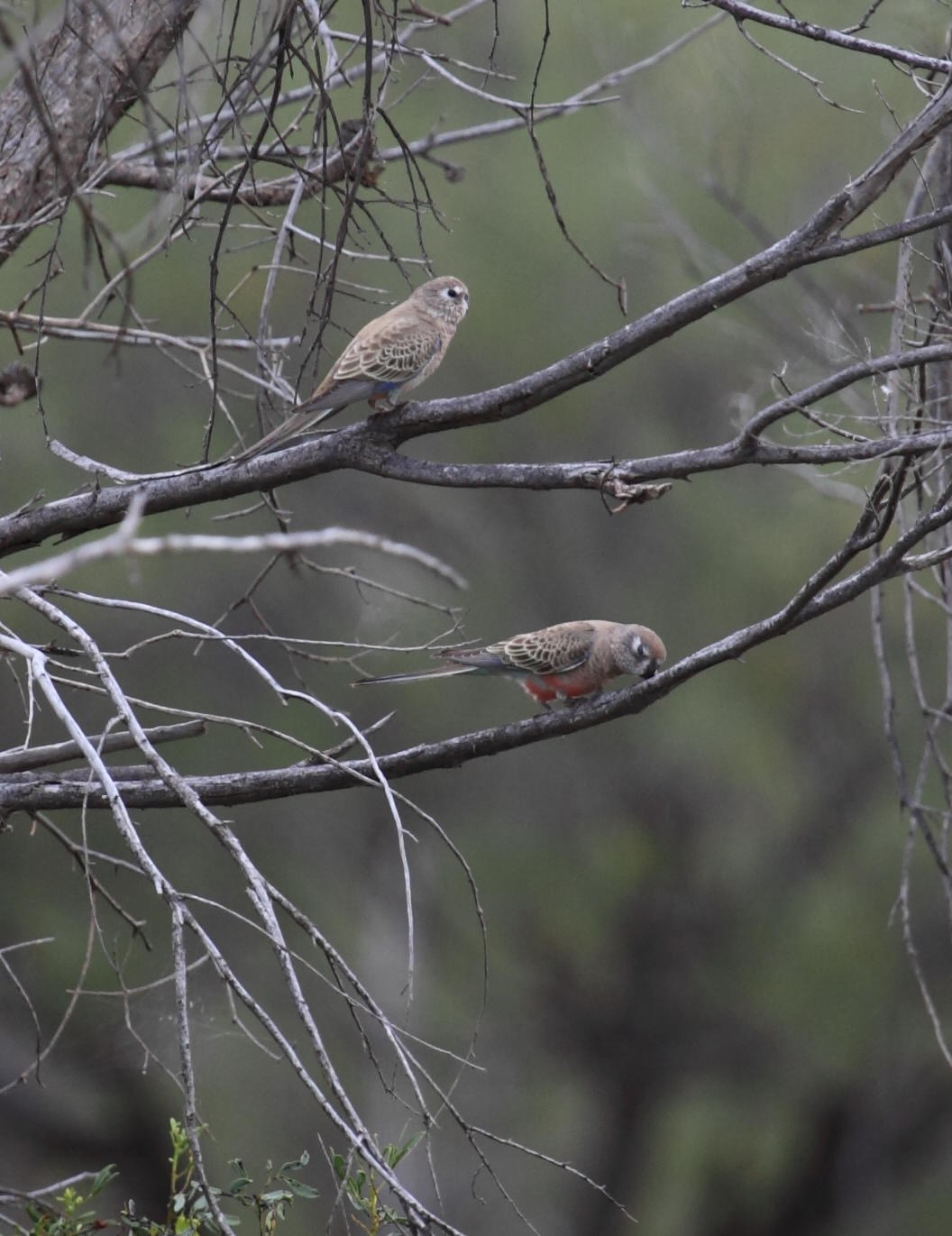 Two Bourke's parakeets resting on separate bare tree branches, with the lower bird leaning toward its branch.