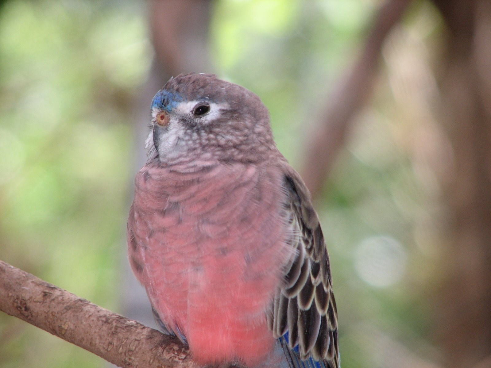 Bourke's Parakeet