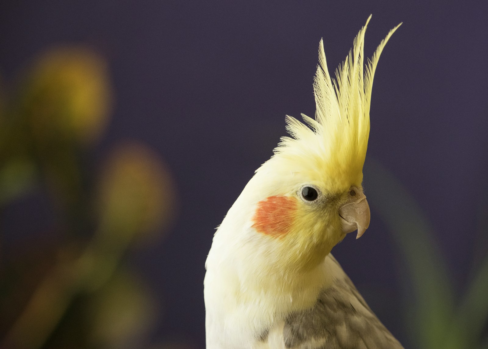 Close-up of a pied cockatiel head showing the raised yellow crest and orange cheek patch.