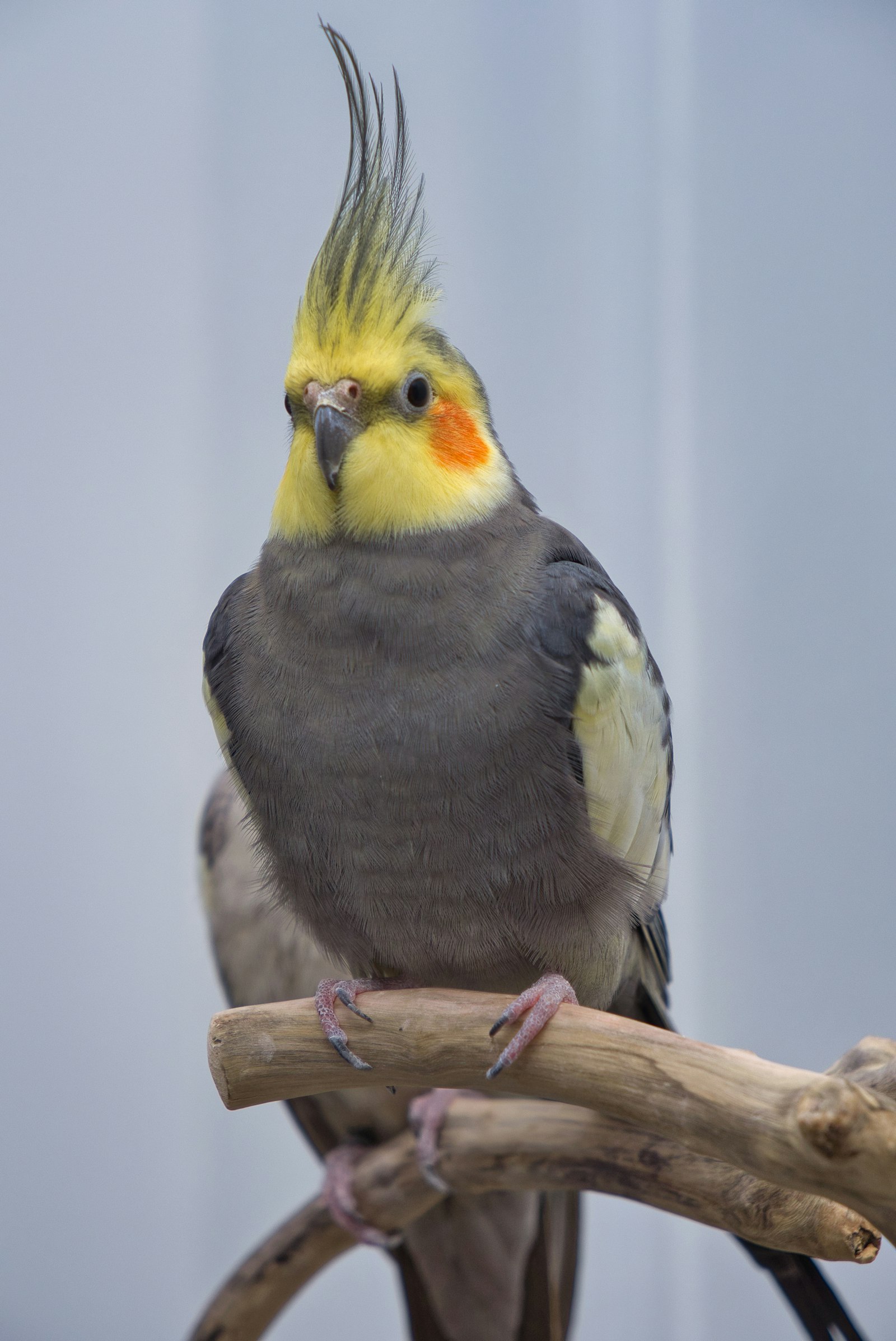 Grey cockatiel standing full-body on a wooden perch, pale yellow face and orange cheeks.