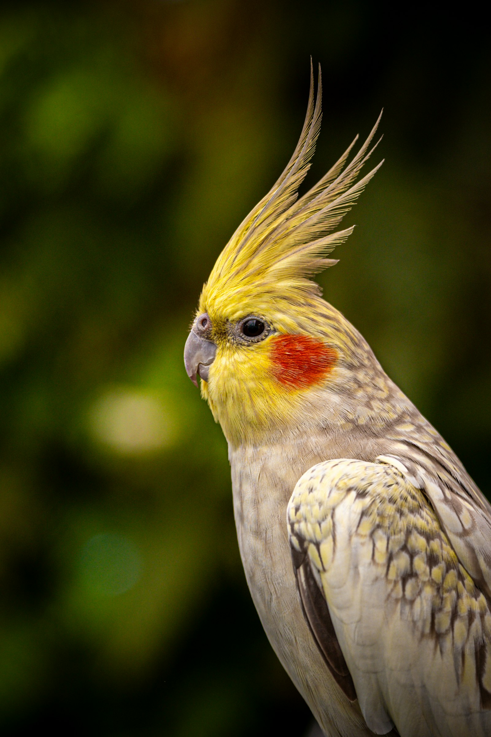 Pearl cockatiel with a dramatic raised yellow crest against a soft green background.