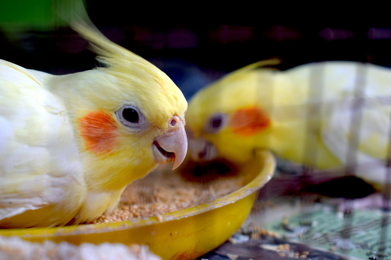 Two lutino cockatiels feeding together from a yellow bowl, white and yellow plumage.