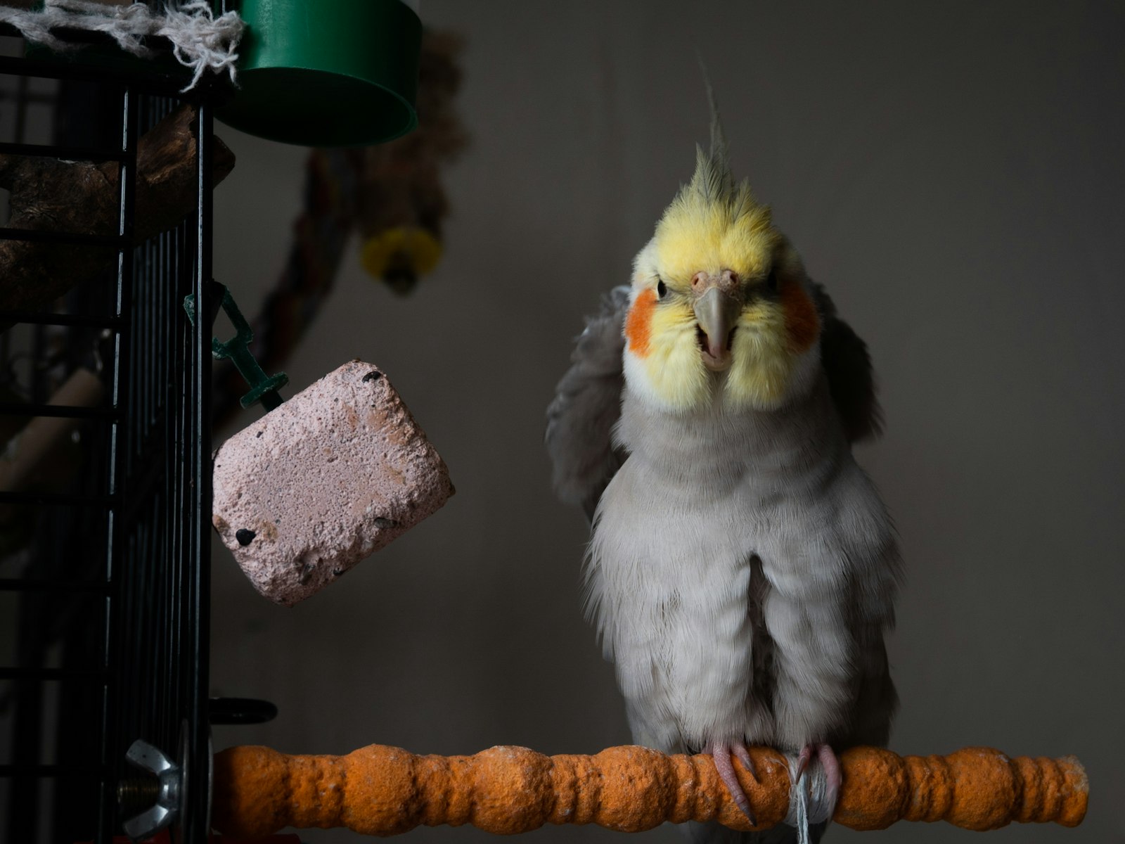 Grey cockatiel perched inside a home cage beside a hanging toy, yellow crest raised.