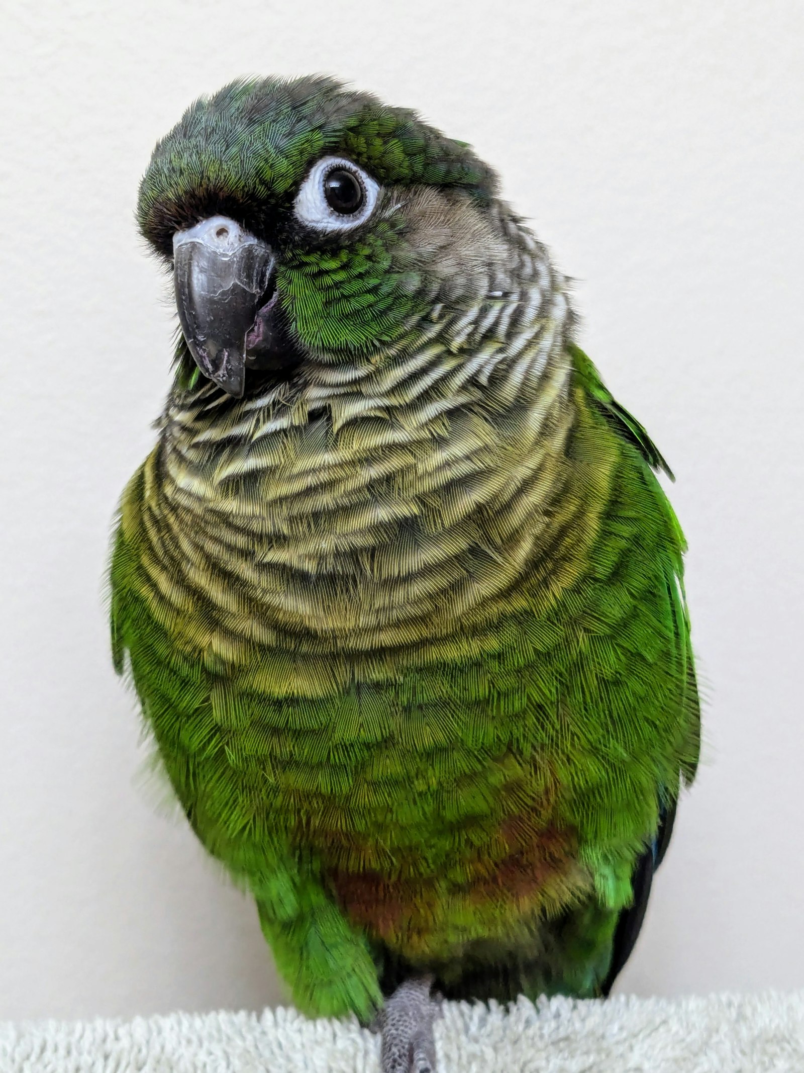 Green-Cheeked Conure photo 1