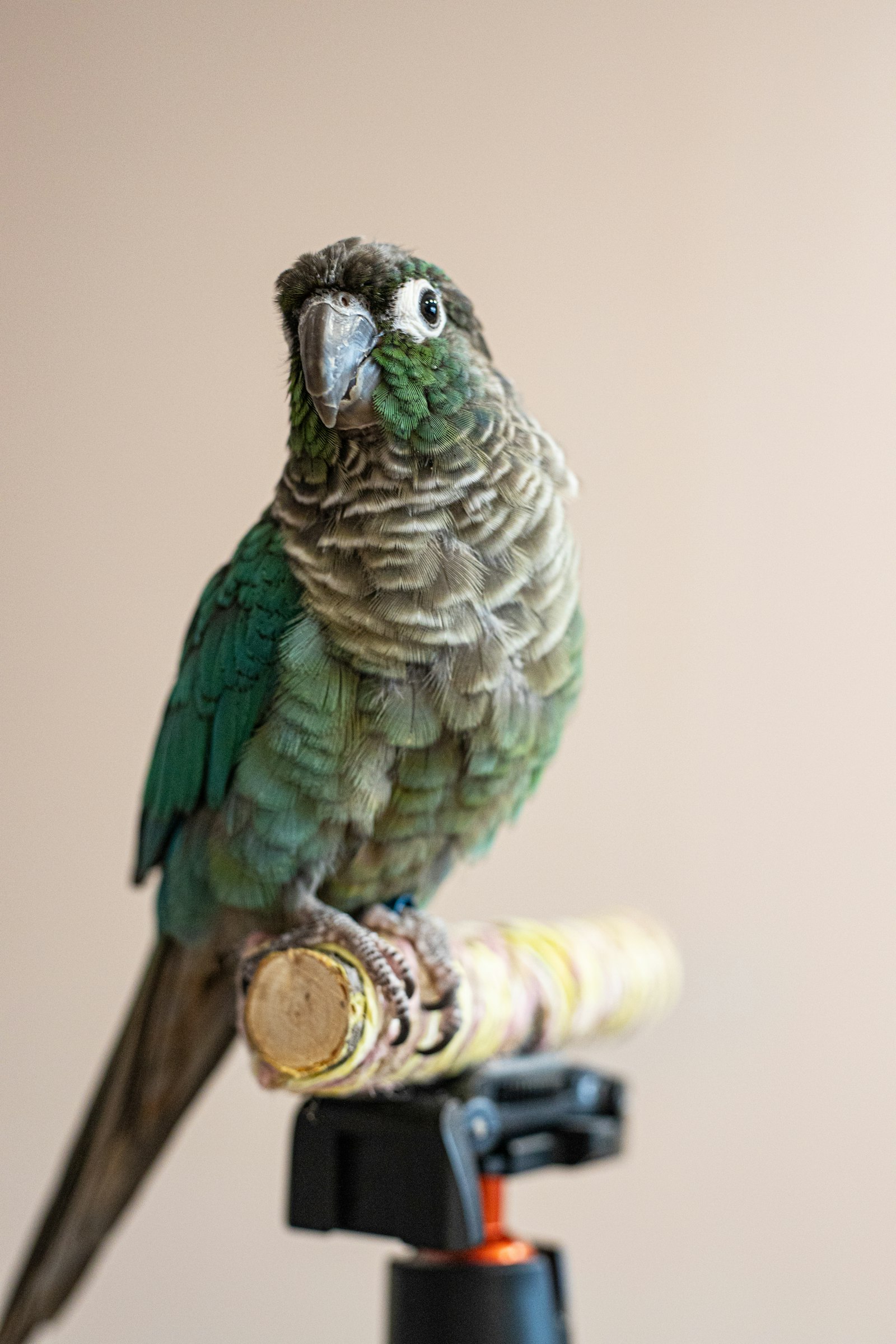 Green-Cheeked Conure photo 2