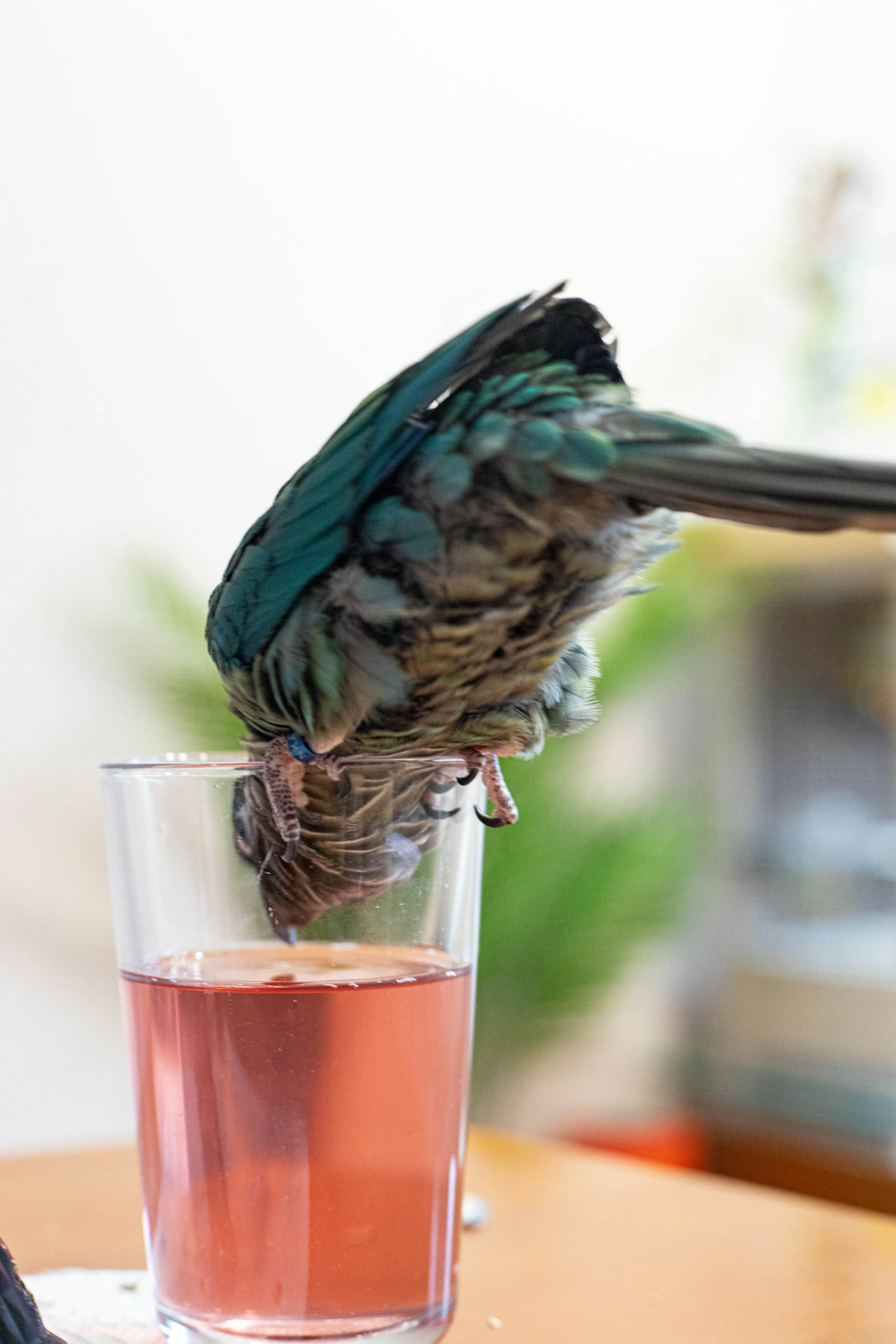 Green-Cheeked Conure photo 3