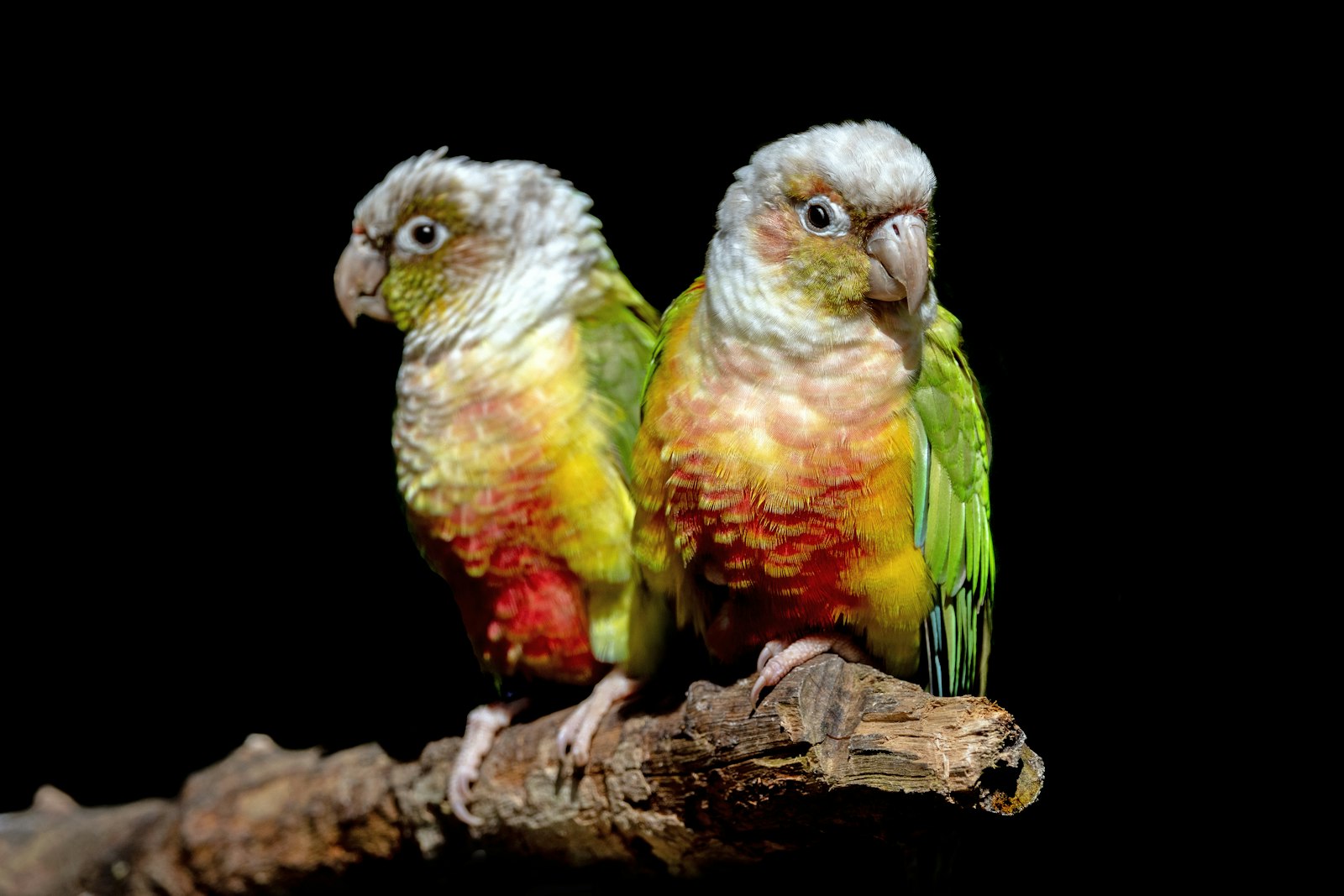 Green-Cheeked Conure photo 4