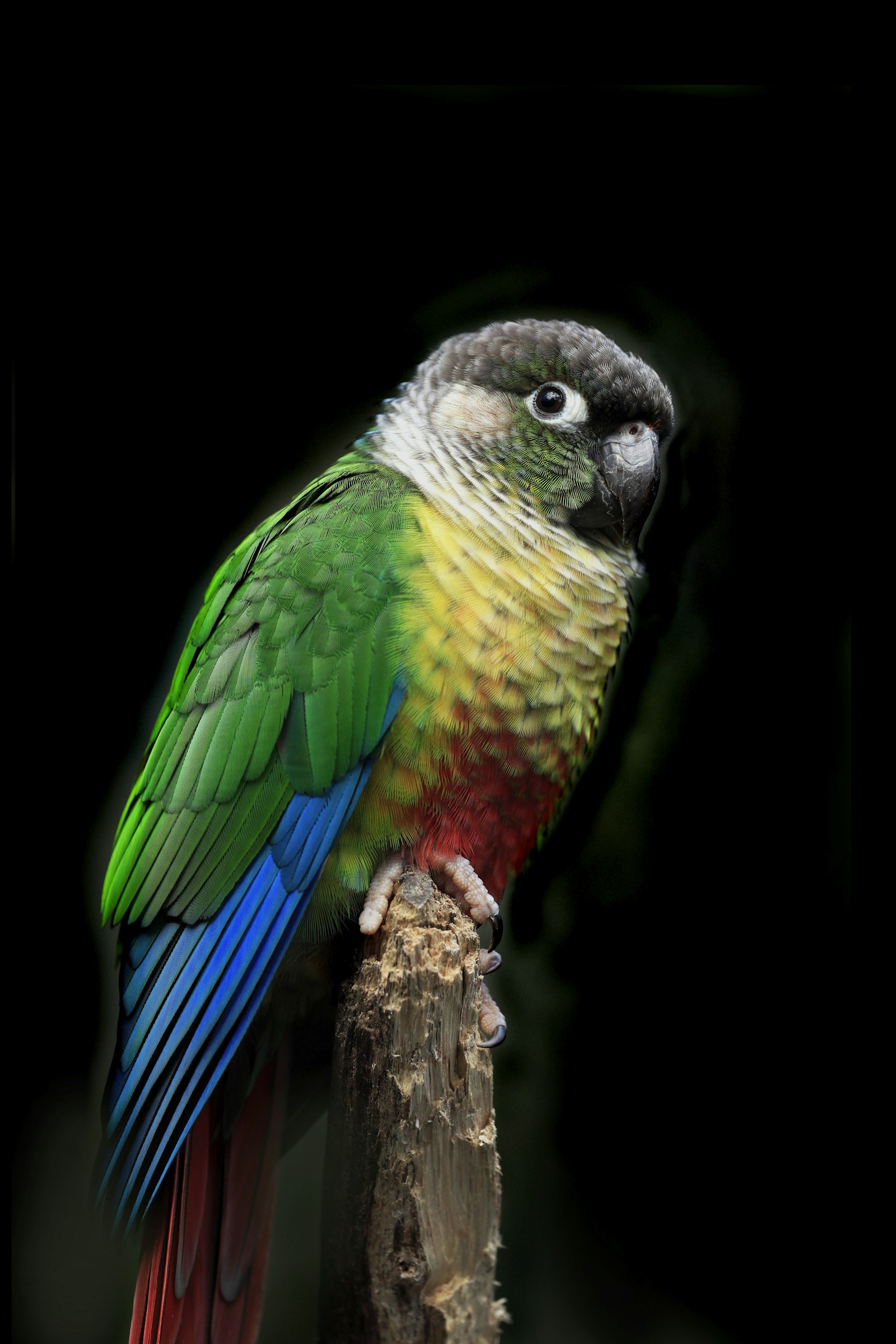 Green-Cheeked Conure photo 5