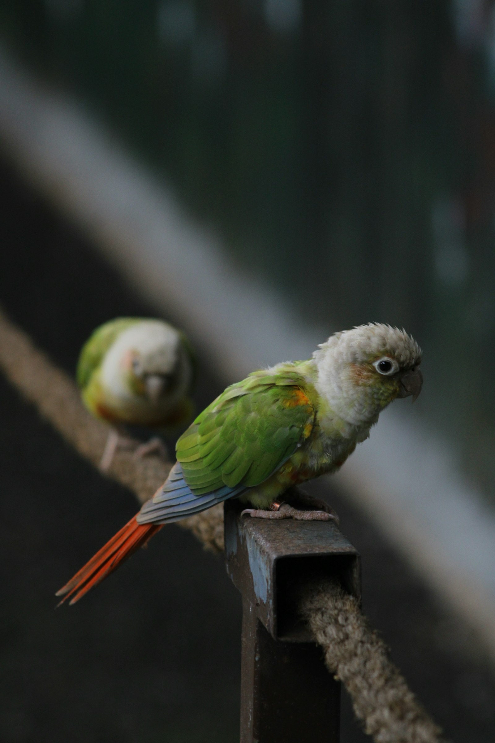Green-Cheeked Conure photo 6
