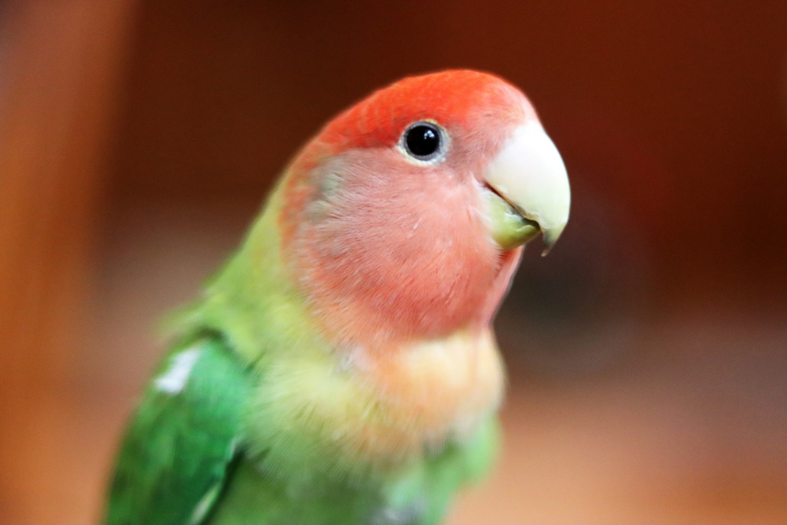 Peach-faced lovebird close-up with rosy pink face, green body and pale horn bill.