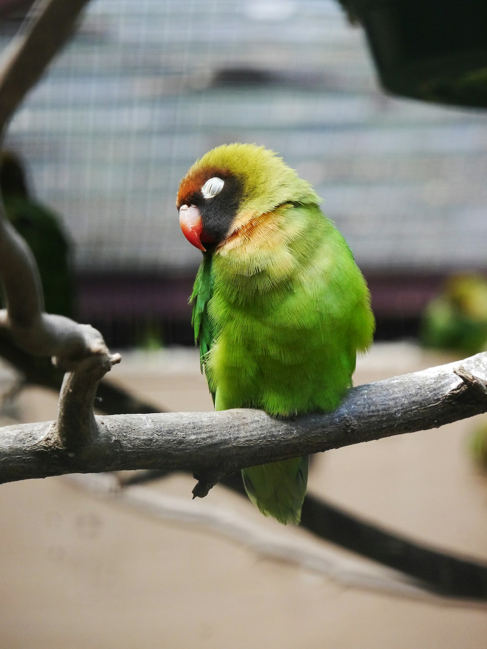 Black-masked lovebird perched on a branch, green body, dark head and bright red bill.
