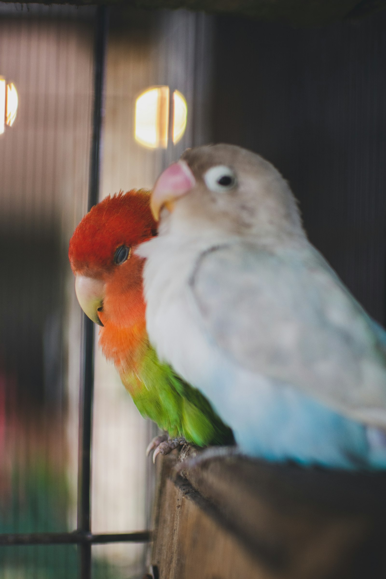A pair of lovebirds cuddling on a perch, peach-faced green bird beside a blue mutation.