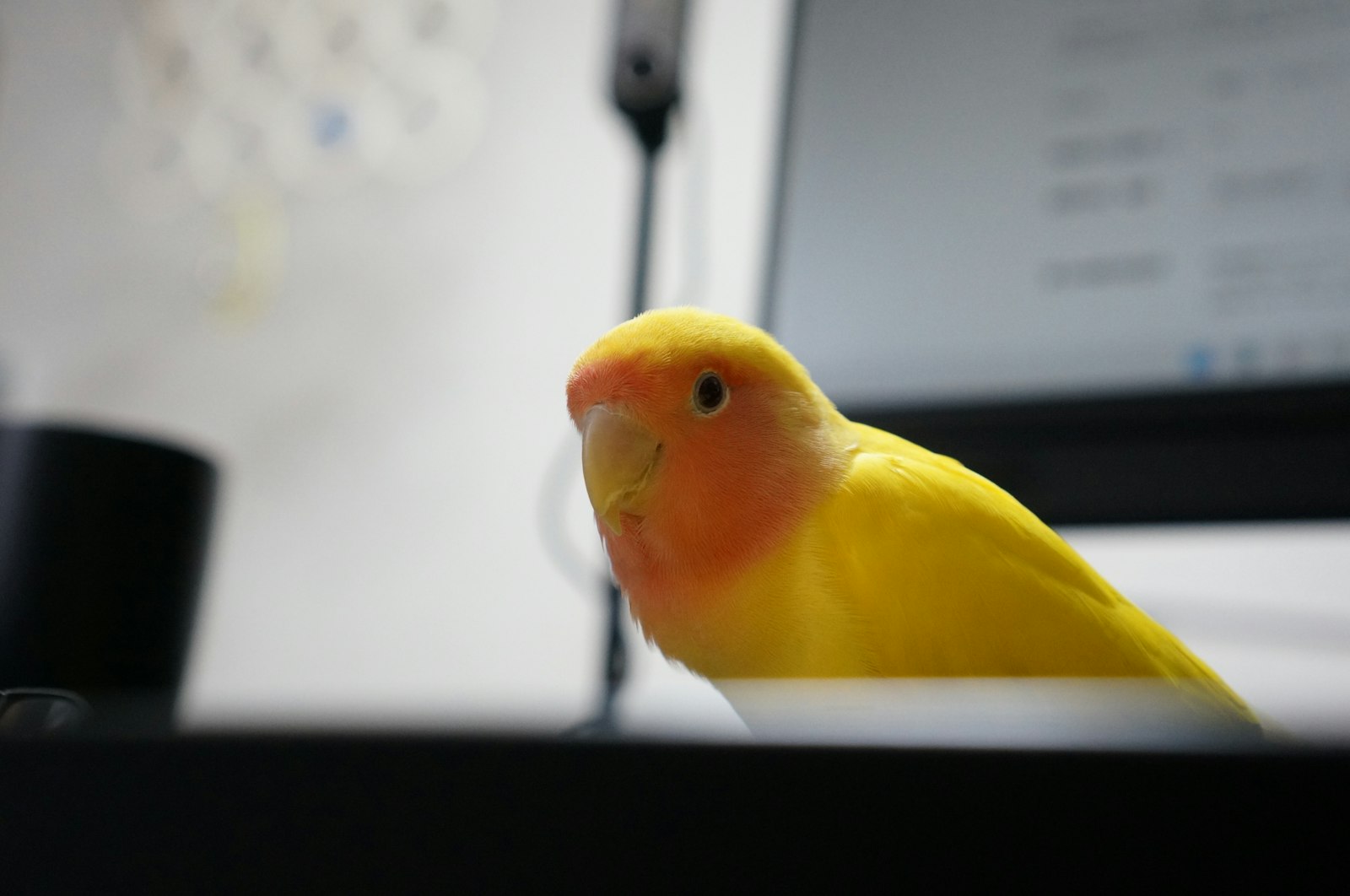 Lutino yellow lovebird with peach face perched on a desk indoors.