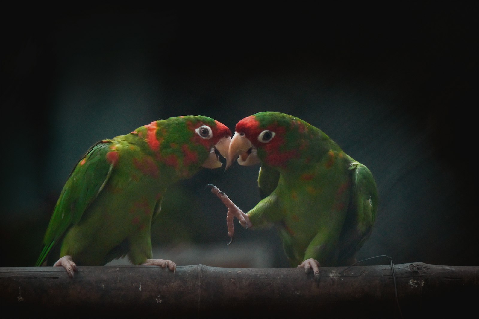 Two green lovebirds touching bills in a pair-bonding display on a branch.