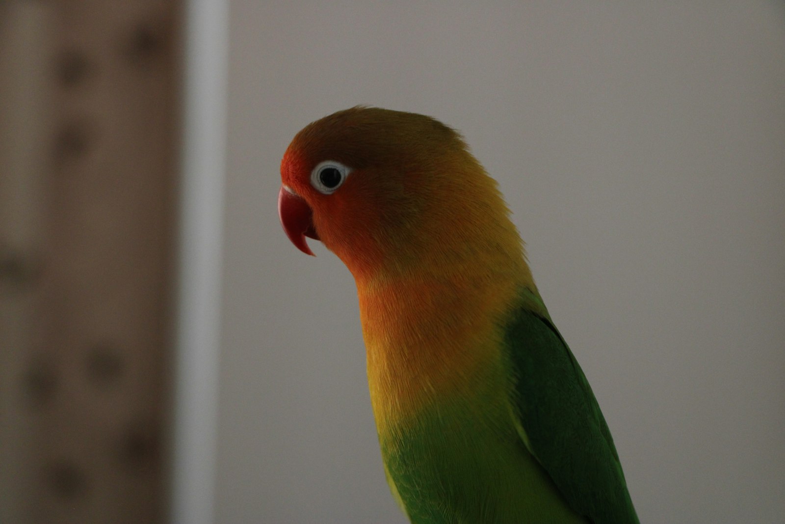 Peach-faced lovebird in profile showing the orange-red face and green plumage.