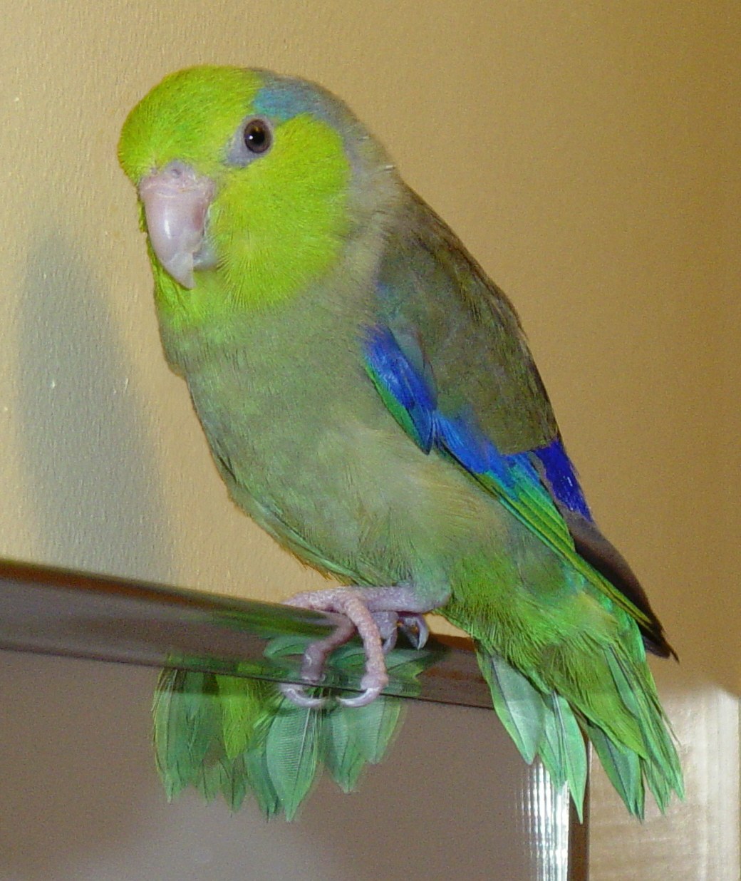 Pacific Parrotlet