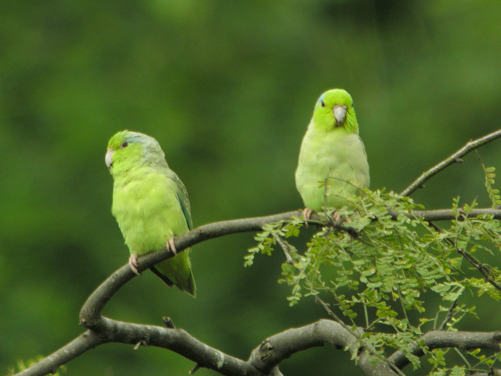 Two green Pacific parrotlets perched apart on a slender leafy branch against a soft green background.
