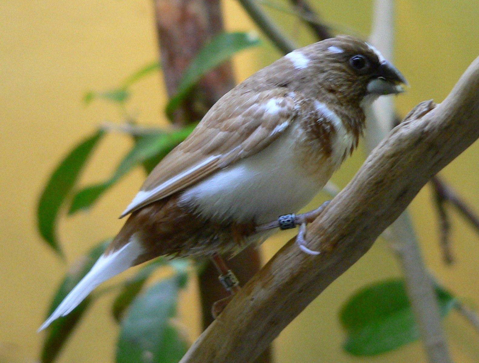 Society Finch
