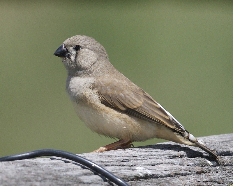 Zebra Finch photo 2
