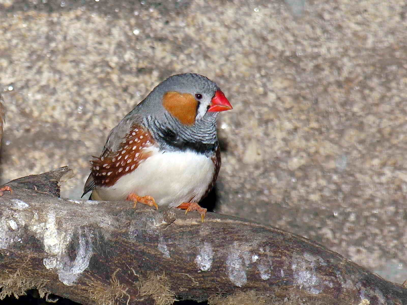 Zebra Finch photo 1