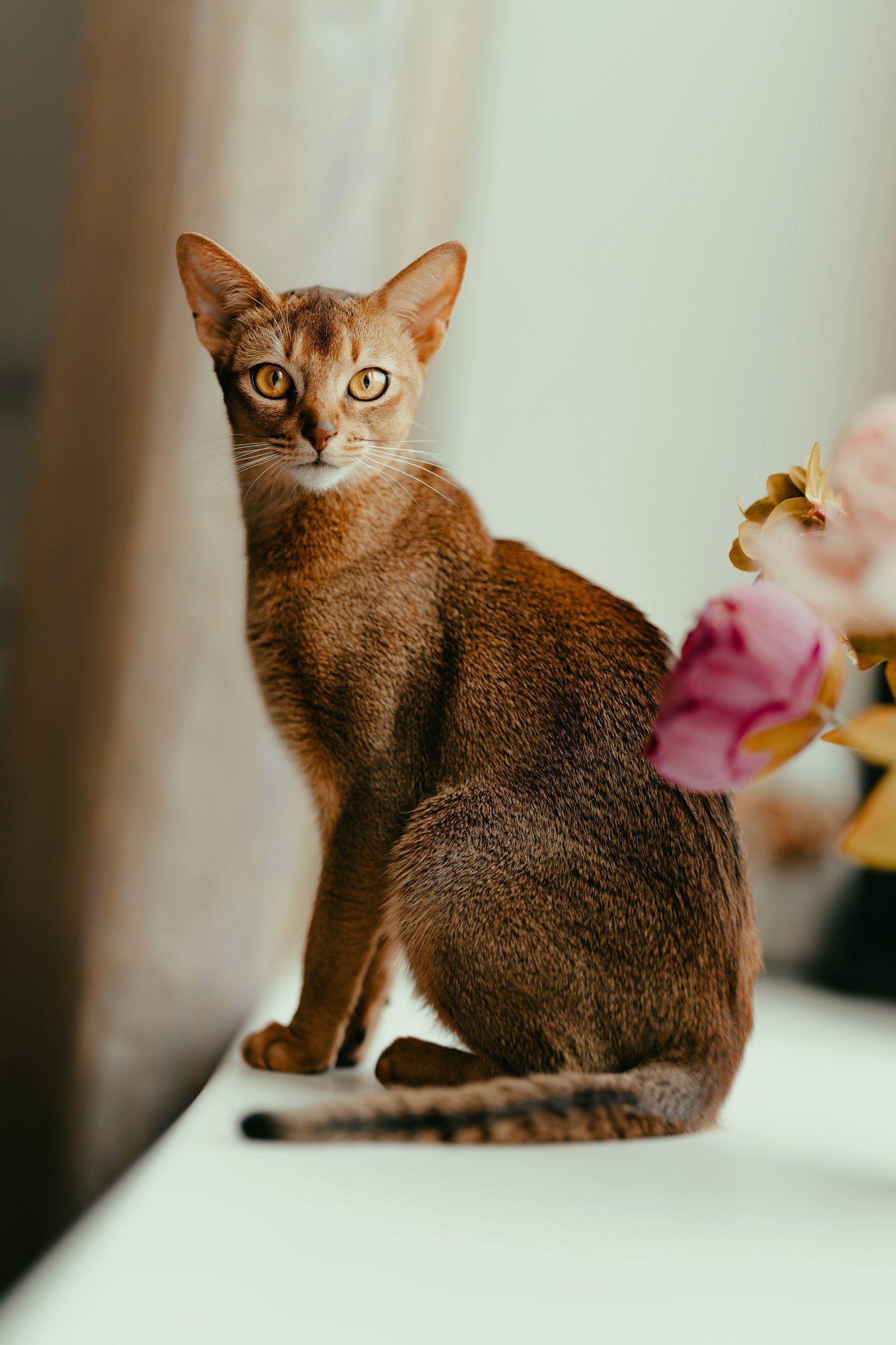 Ruddy Abyssinian cat sitting in profile on a white table, ticked agouti coat and large ears.