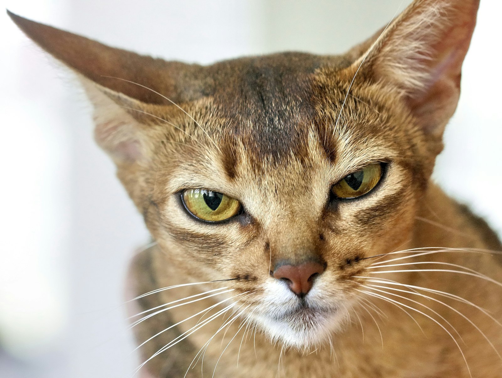 Close-up of a ruddy Abyssinian cat head showing the ticked coat, green eyes and large ears.