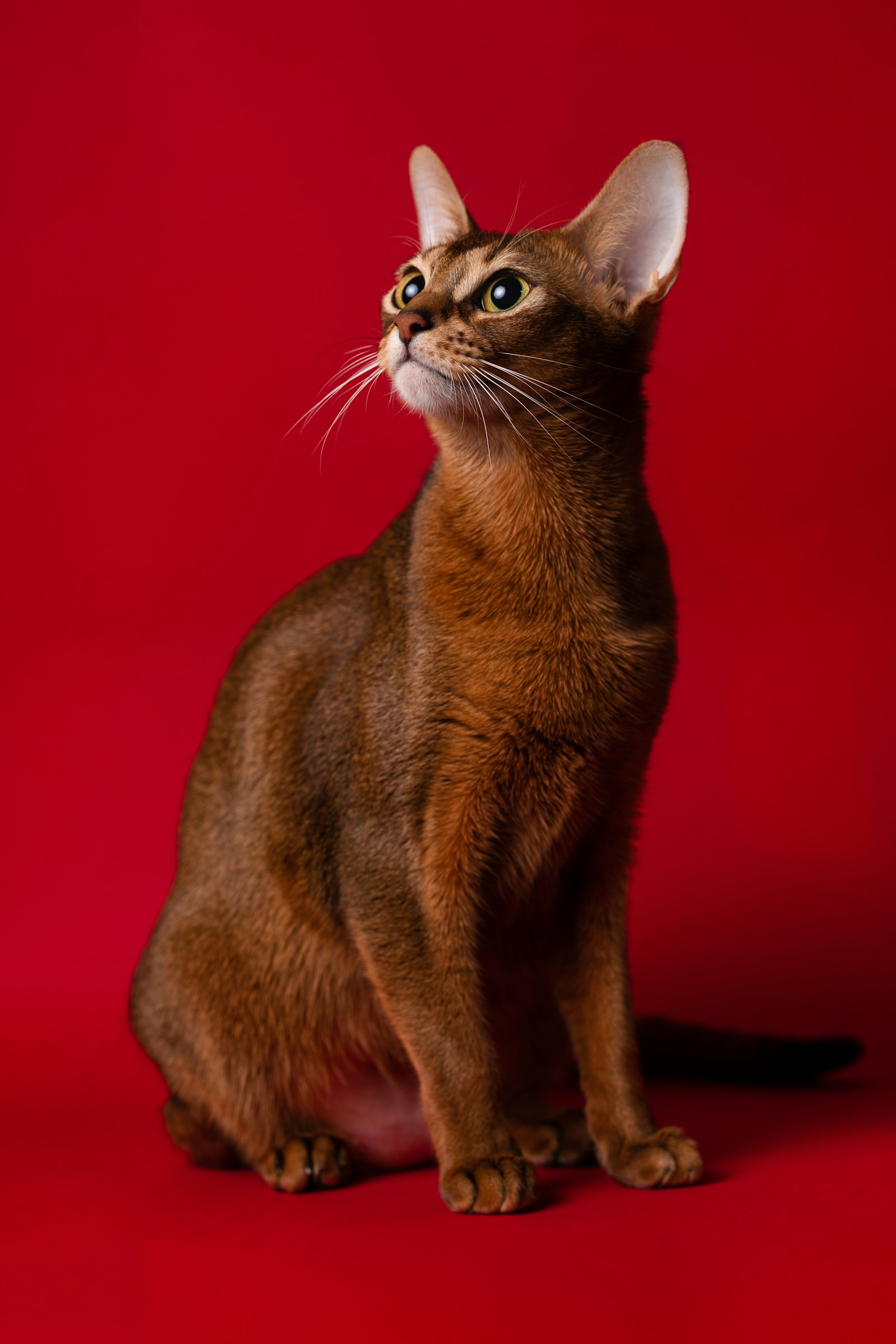 Sorrel Abyssinian cat sitting alert against a deep red studio background.