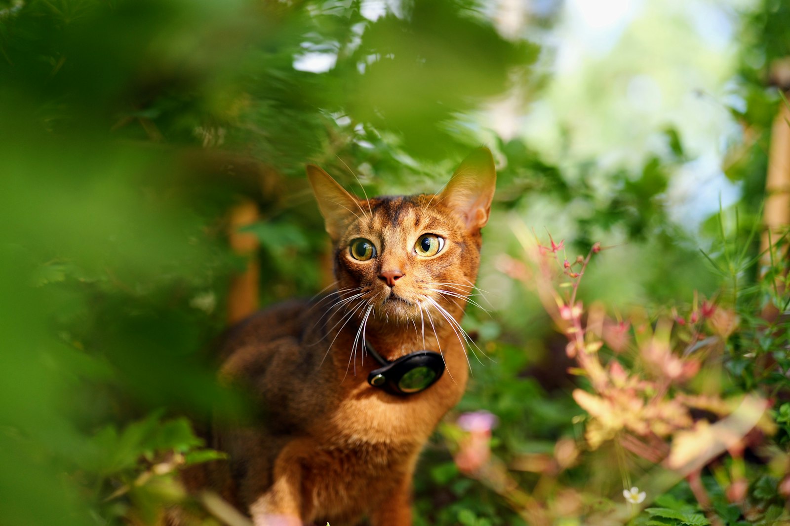 Ruddy Abyssinian cat sitting among green foliage outdoors, ticked reddish coat.