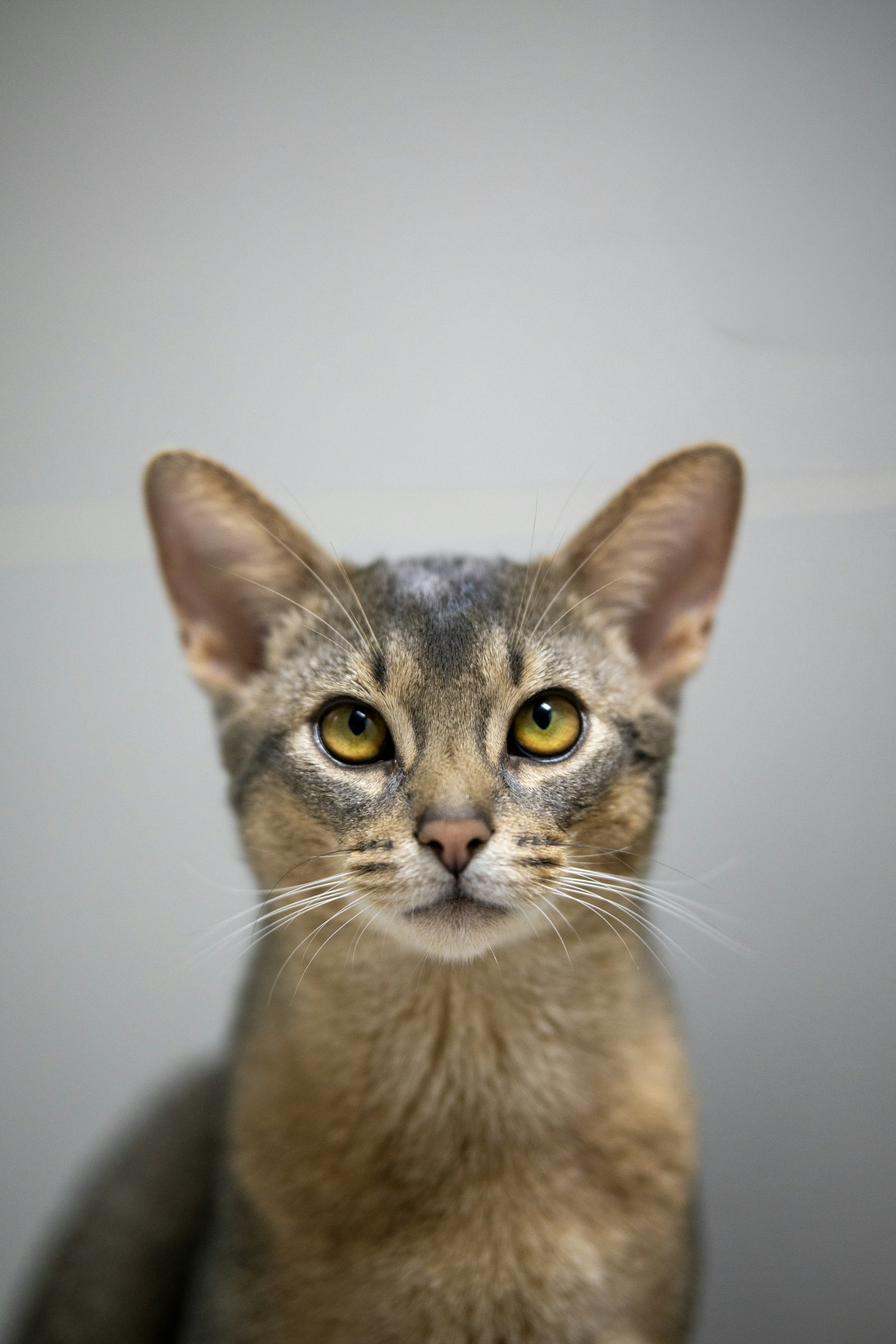 Blue Abyssinian cat facing the camera against a grey background, ticked blue-grey coat and amber eyes.