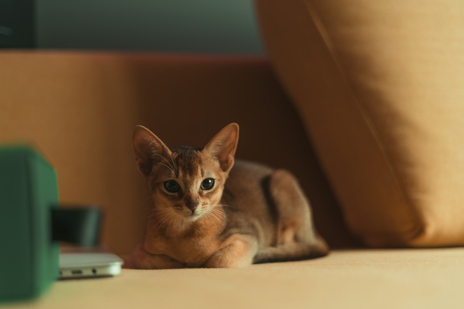Ruddy Abyssinian kitten lying on a desk beside a cushion, ticked coat and large ears.