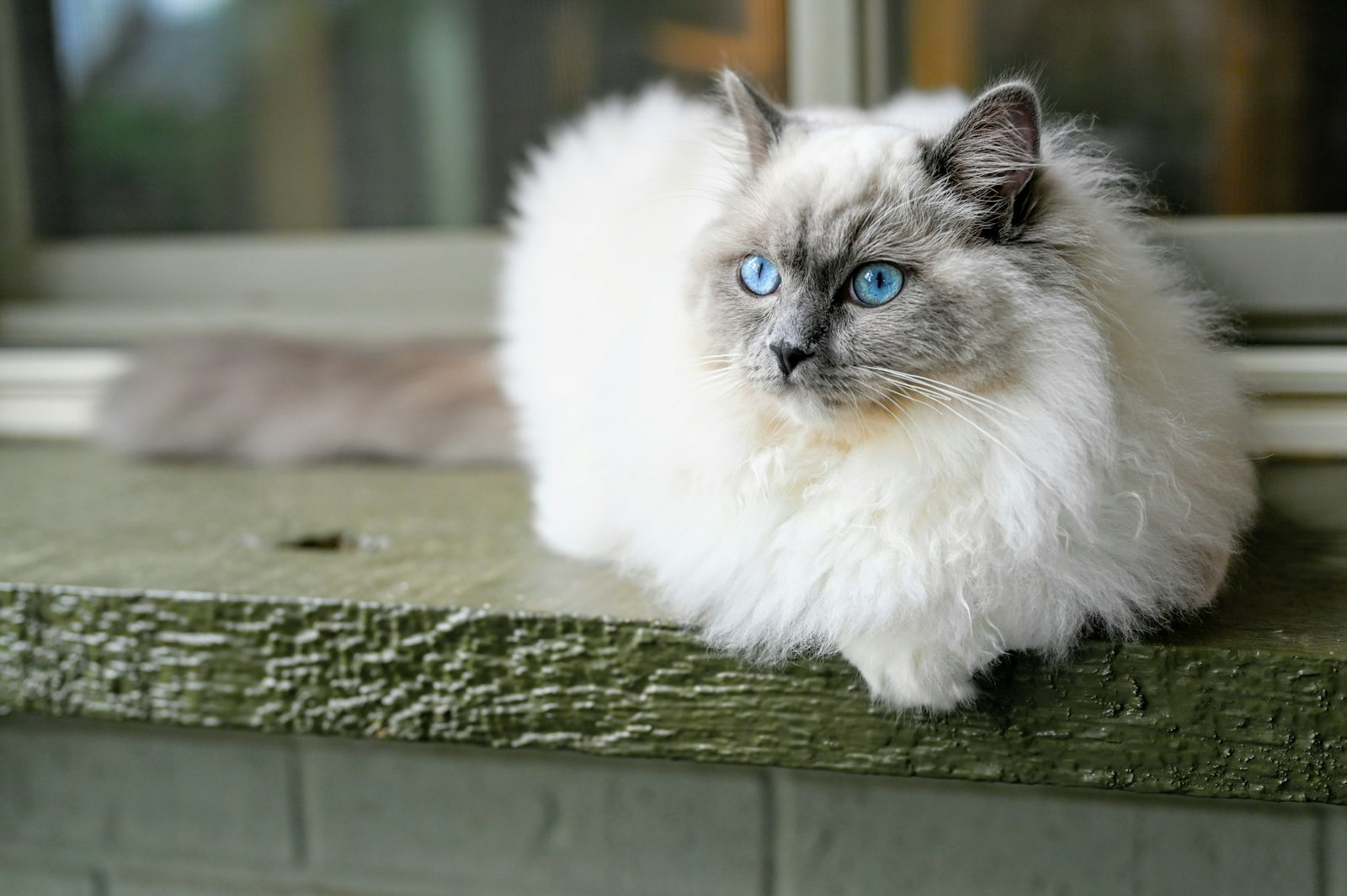 Fluffy seal-point Ragdoll cat lying on a wooden bench, blue eyes and cream coat with dark points.