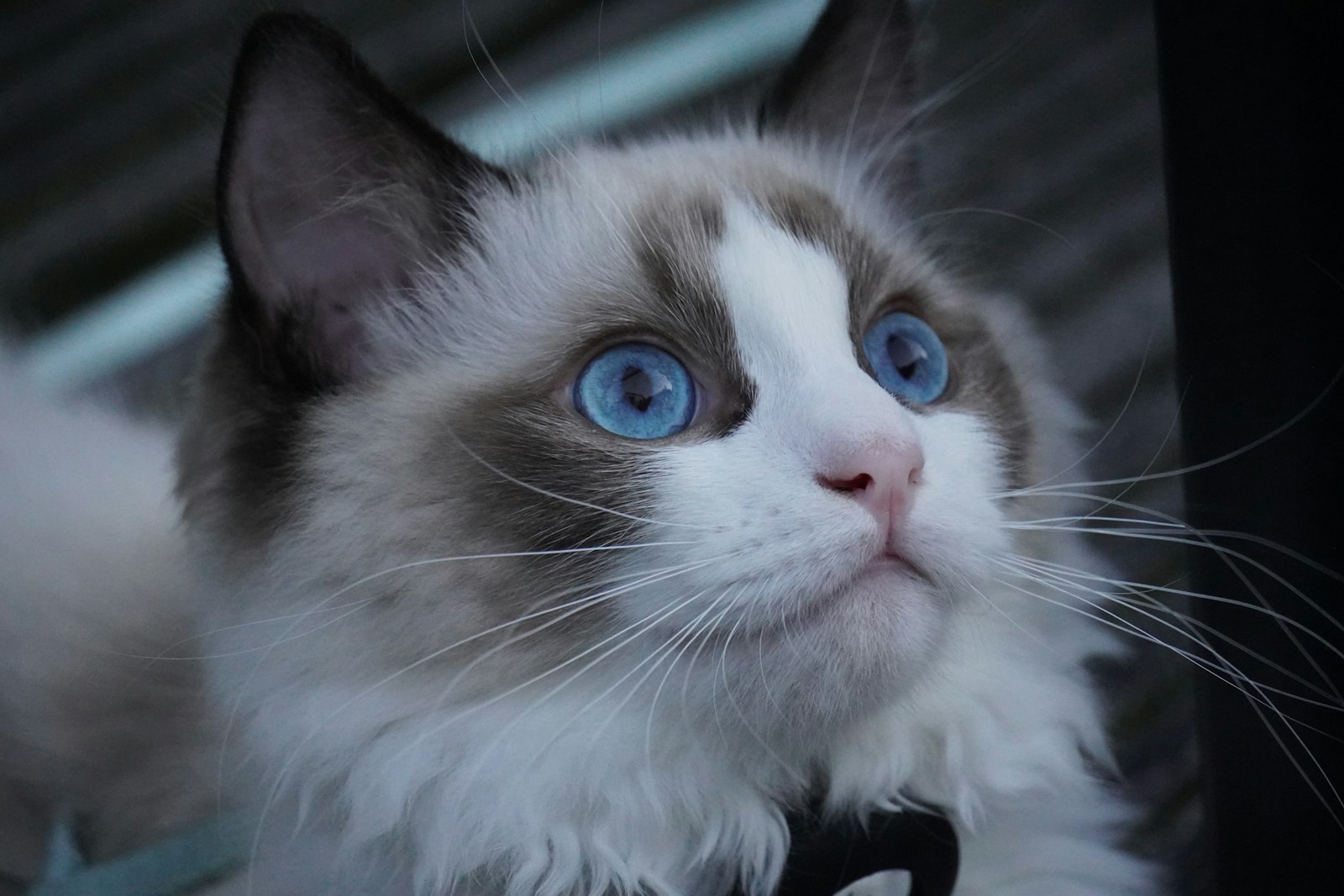 Close-up of a blue bicolor Ragdoll cat head with vivid blue eyes and a white blaze.