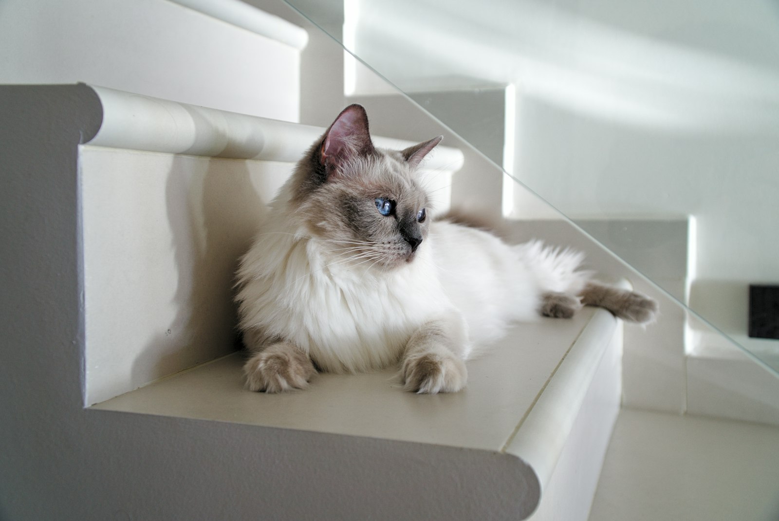 Blue-point Ragdoll cat lying on white stairs, long cream coat and plumed tail.
