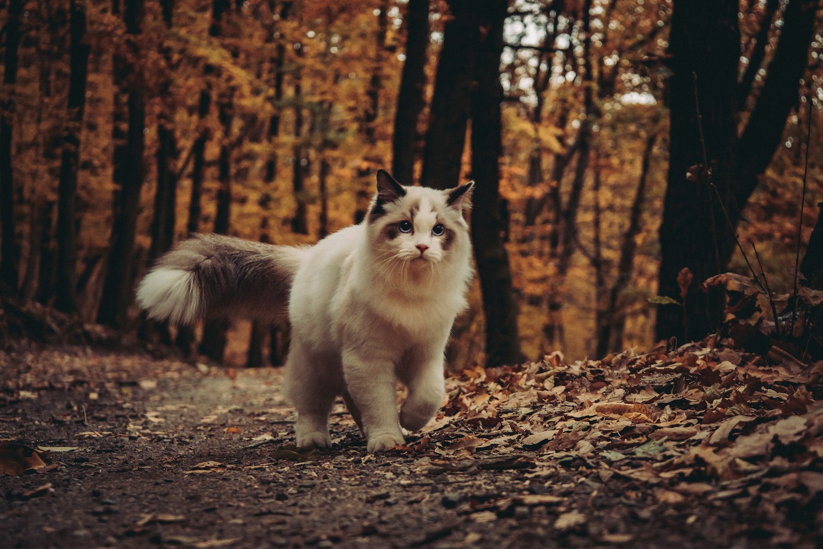 Ragdoll cat walking through an autumn forest floor covered in fallen leaves, plumed tail raised.