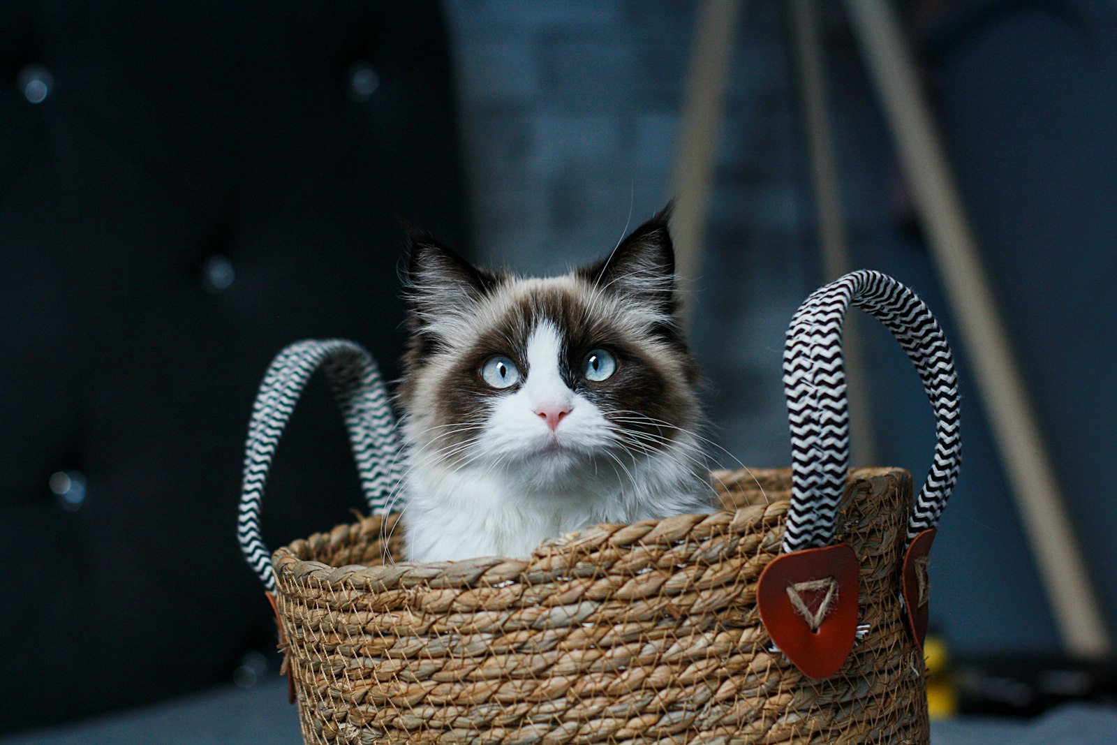 Seal bicolor Ragdoll kitten sitting in a woven basket, blue eyes and white blaze.