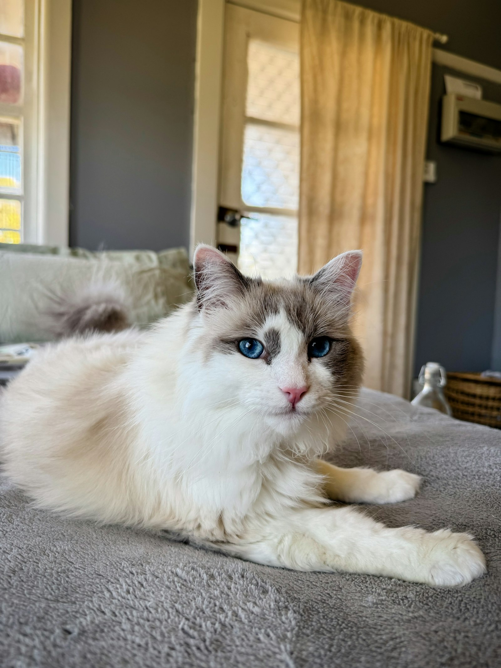 Blue bicolor Ragdoll cat lying on a grey sofa, semi-longhair coat and blue eyes.