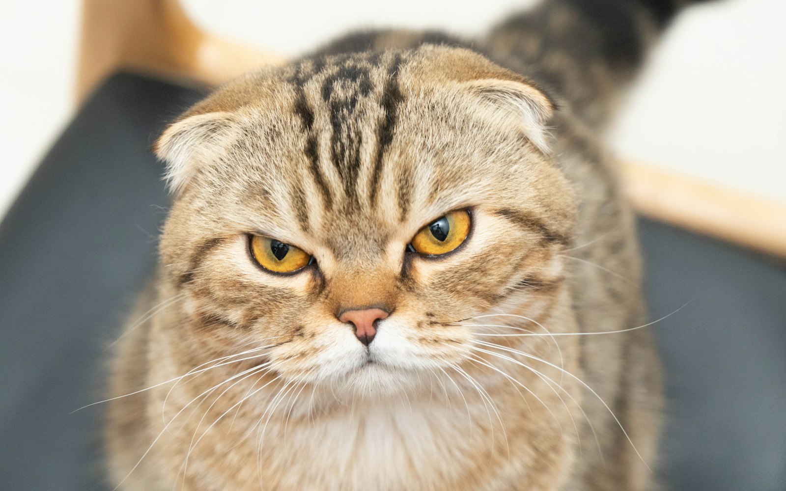 Brown tabby Scottish Fold cat facing the camera with tightly folded ears and amber eyes.