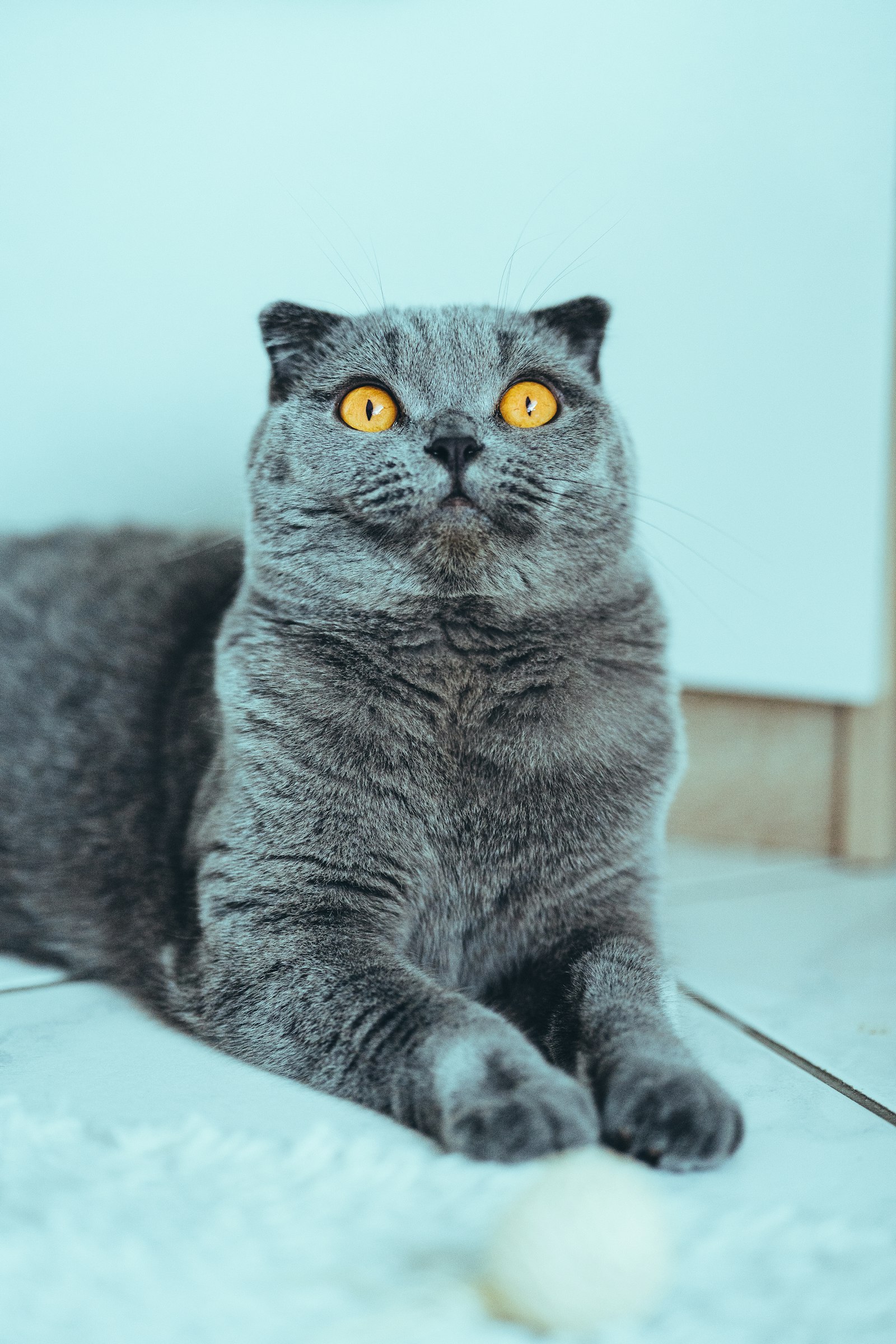 Blue Scottish Fold cat lying on a pale floor against a mint background, folded ears and copper eyes.