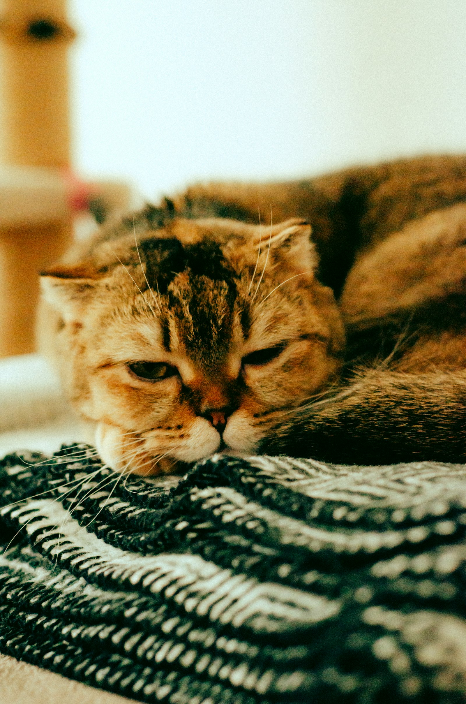Golden tabby Scottish Fold cat resting its head on a knitted green blanket, folded ears.