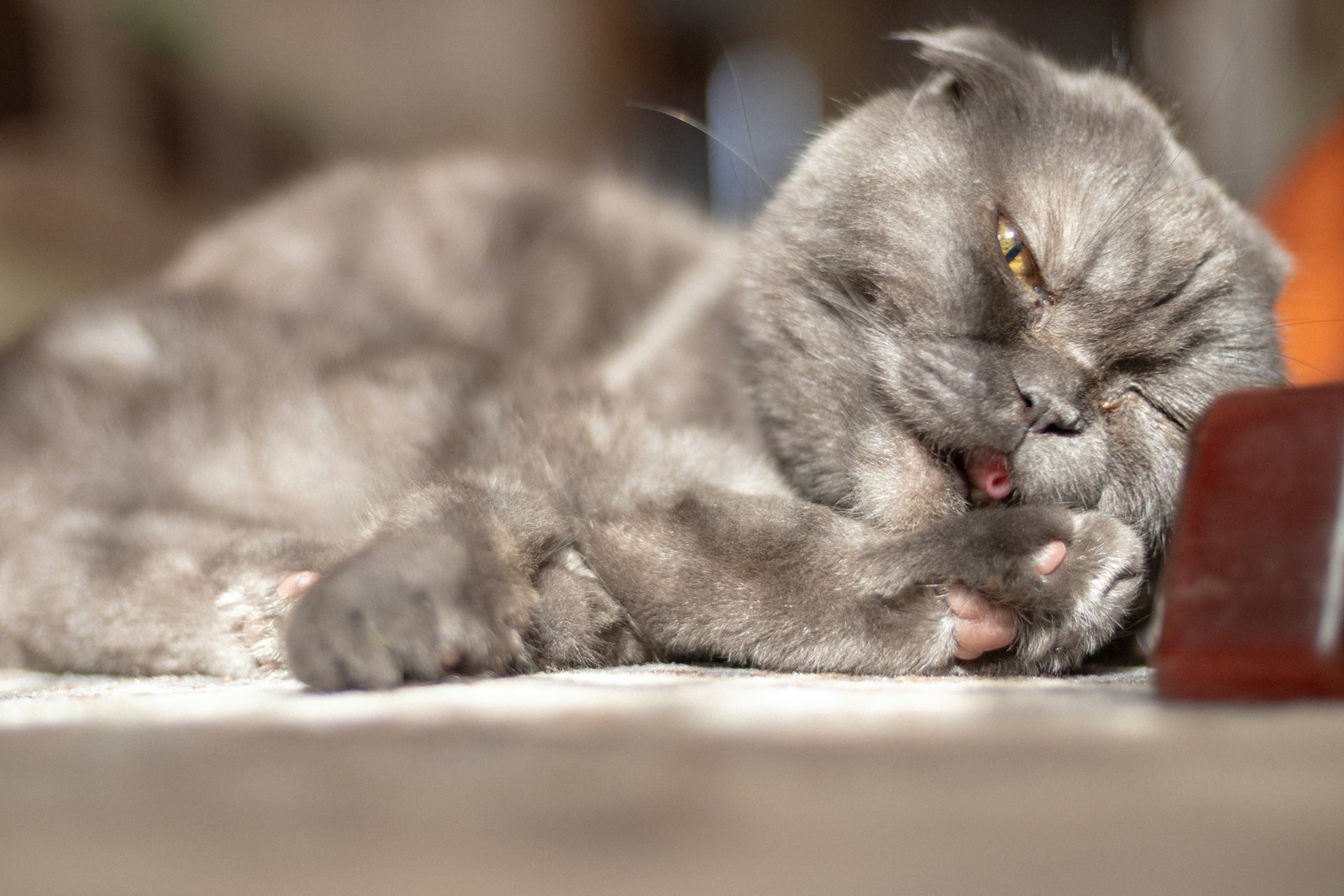 Grey Scottish Fold cat lying sideways while grooming a paw, folded ears and amber eyes.