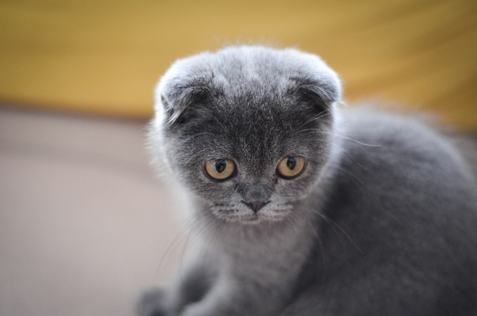 Blue Scottish Fold kitten sitting against a warm yellow background, folded ears and copper eyes.