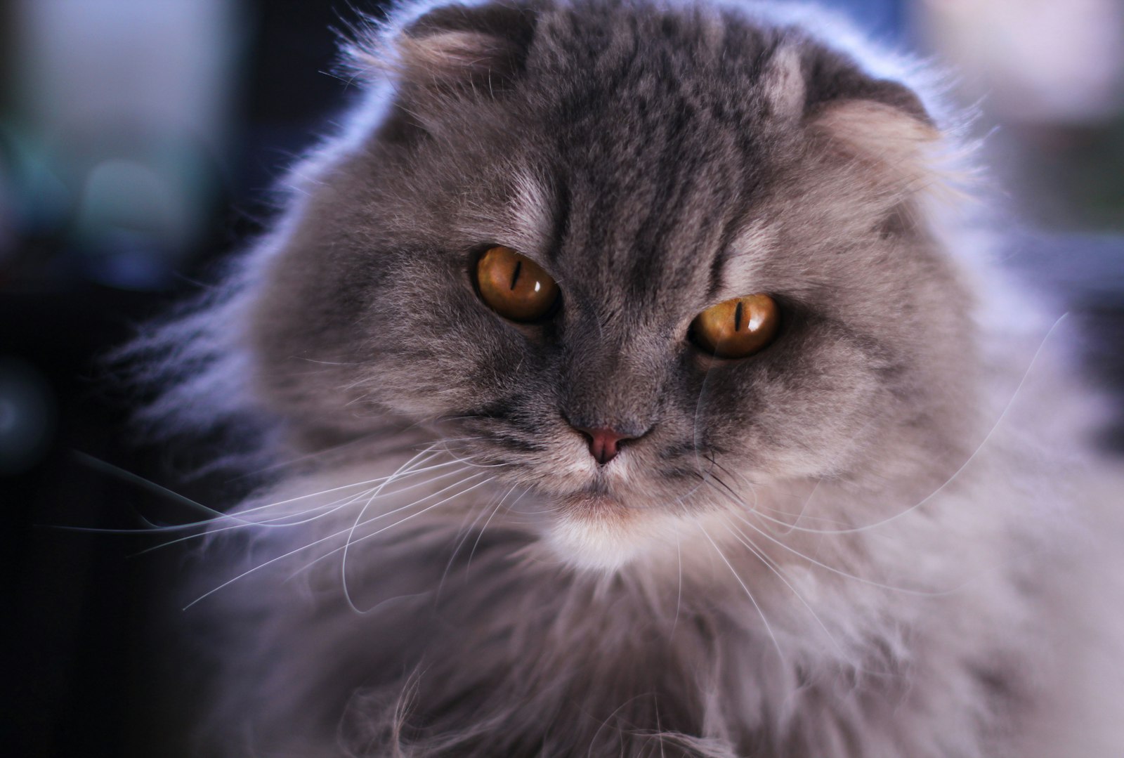 Long-haired grey Scottish Fold head portrait with folded ears and deep amber eyes.