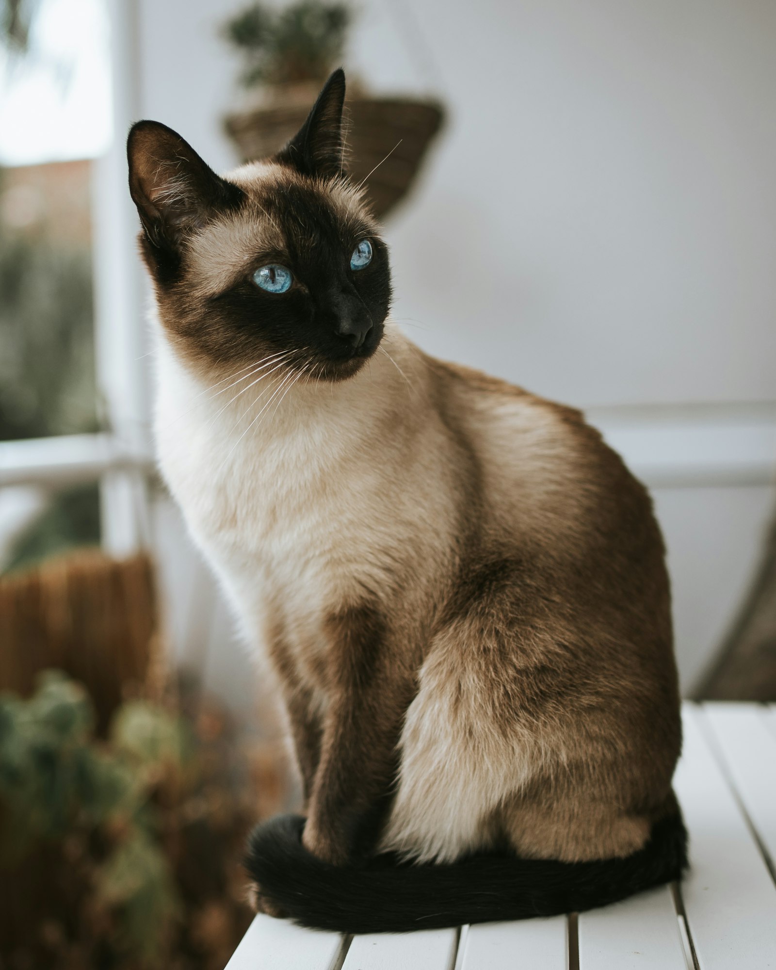 Seal-point Siamese cat sitting upright on a white stool, dark brown mask and ears against a cream body, blue almond-shaped eyes.