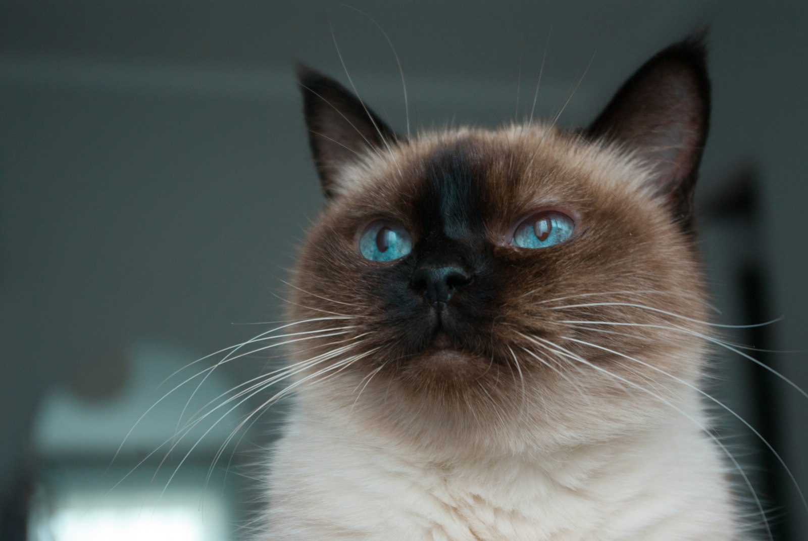 Close-up of a seal-point Siamese cat head with deep blue eyes and a dark facial mask on pale cream fur.