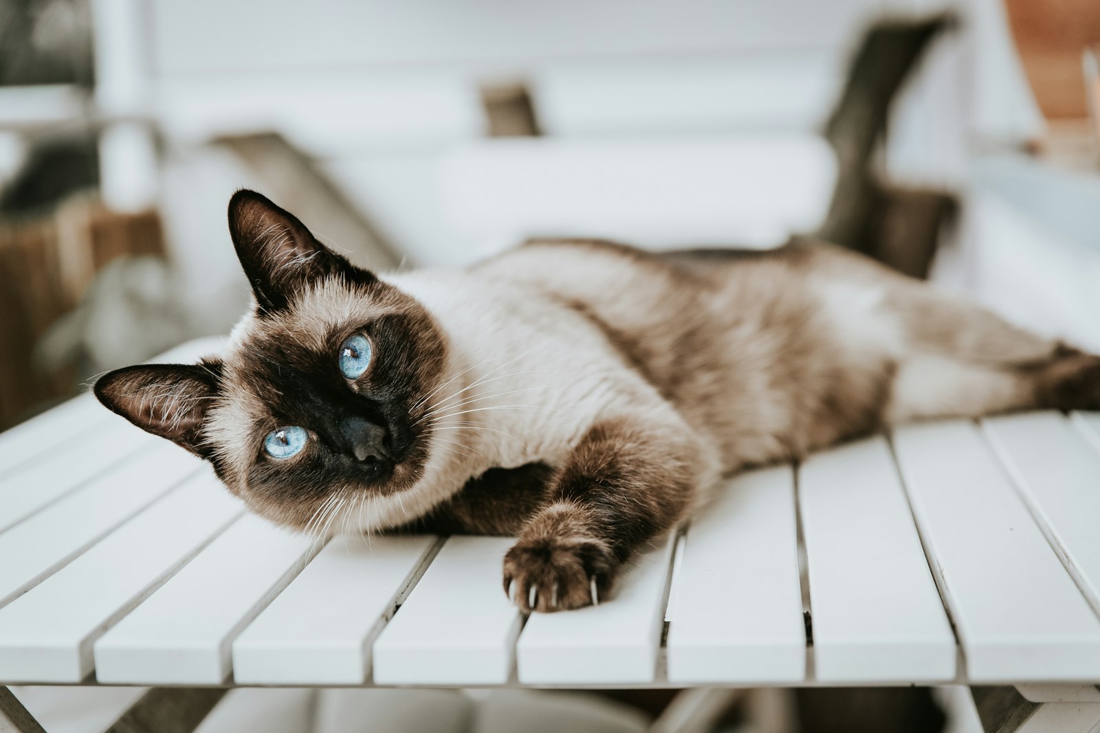 Seal-point Siamese cat lying stretched out on a white slatted bench, blue eyes looking at the camera.