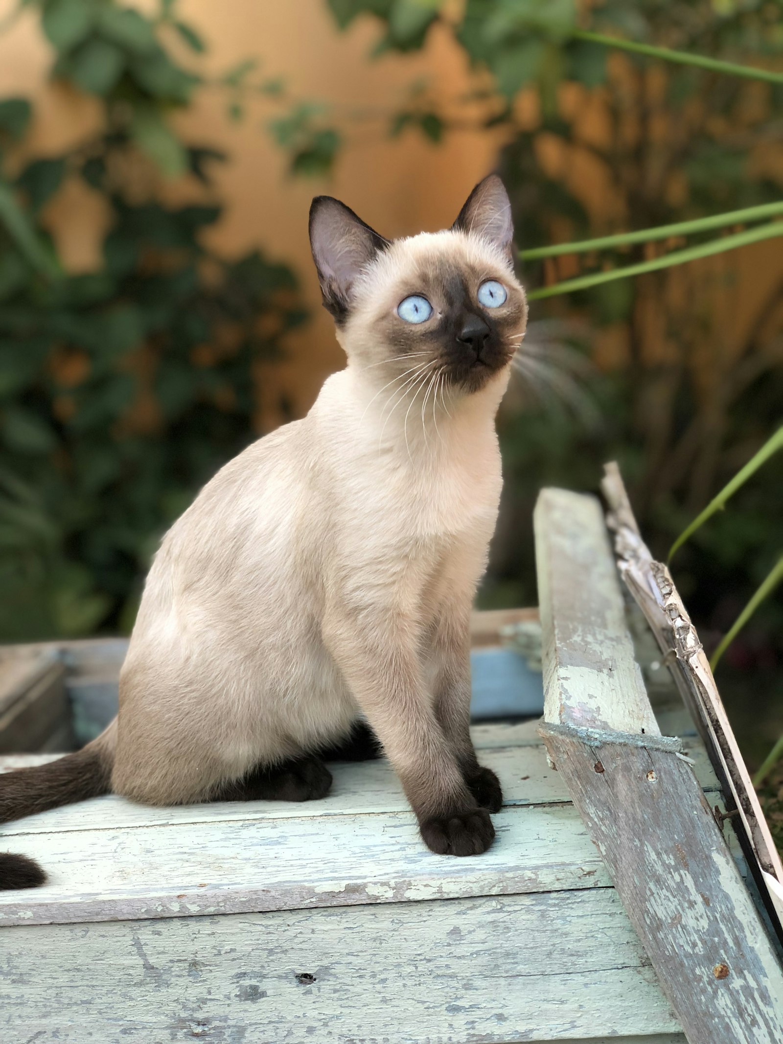 Seal-point Siamese cat sitting on a weathered white wooden ledge outdoors with green foliage behind.