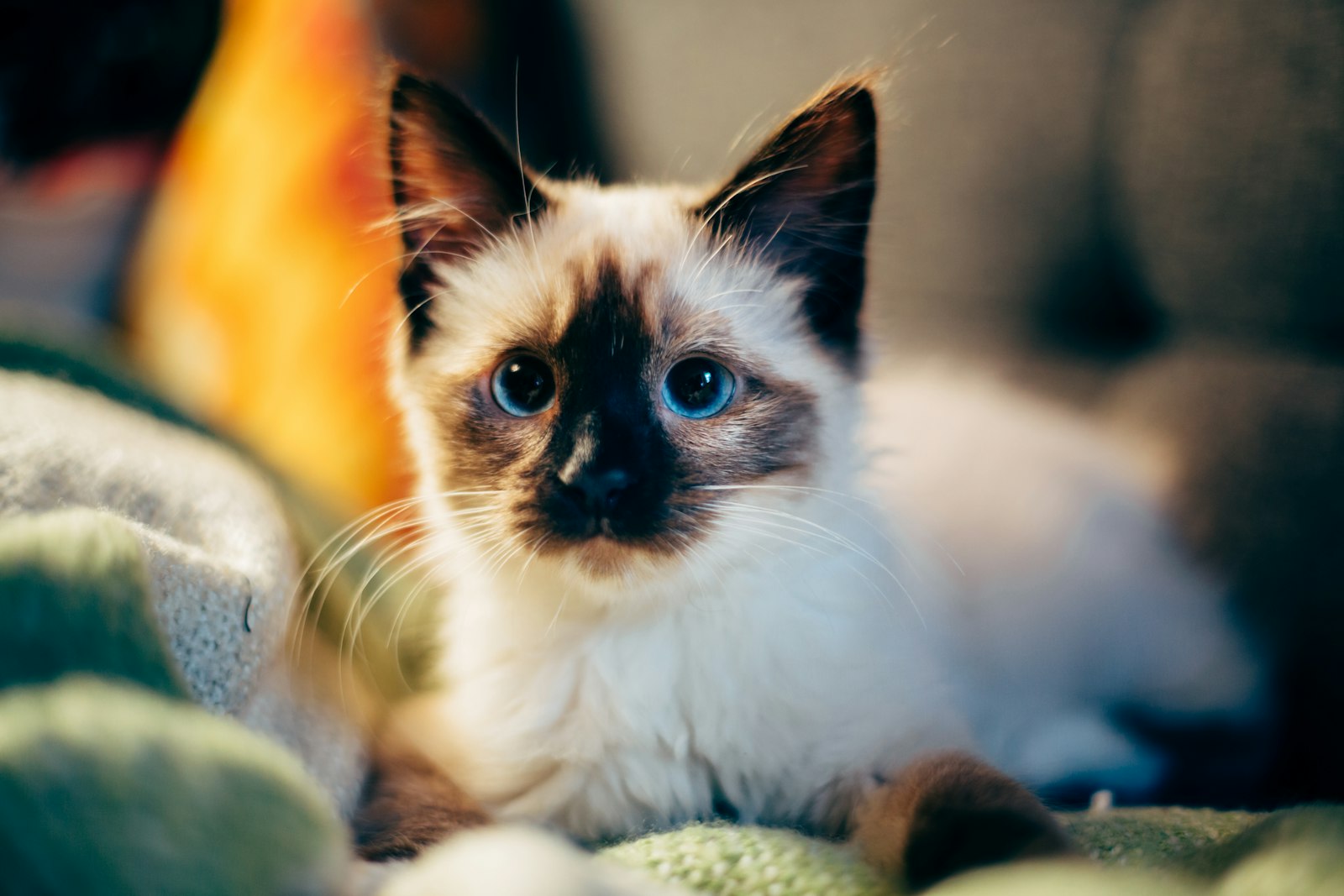 Seal-point Siamese kitten lying on a green knitted blanket, dark mask and blue eyes.