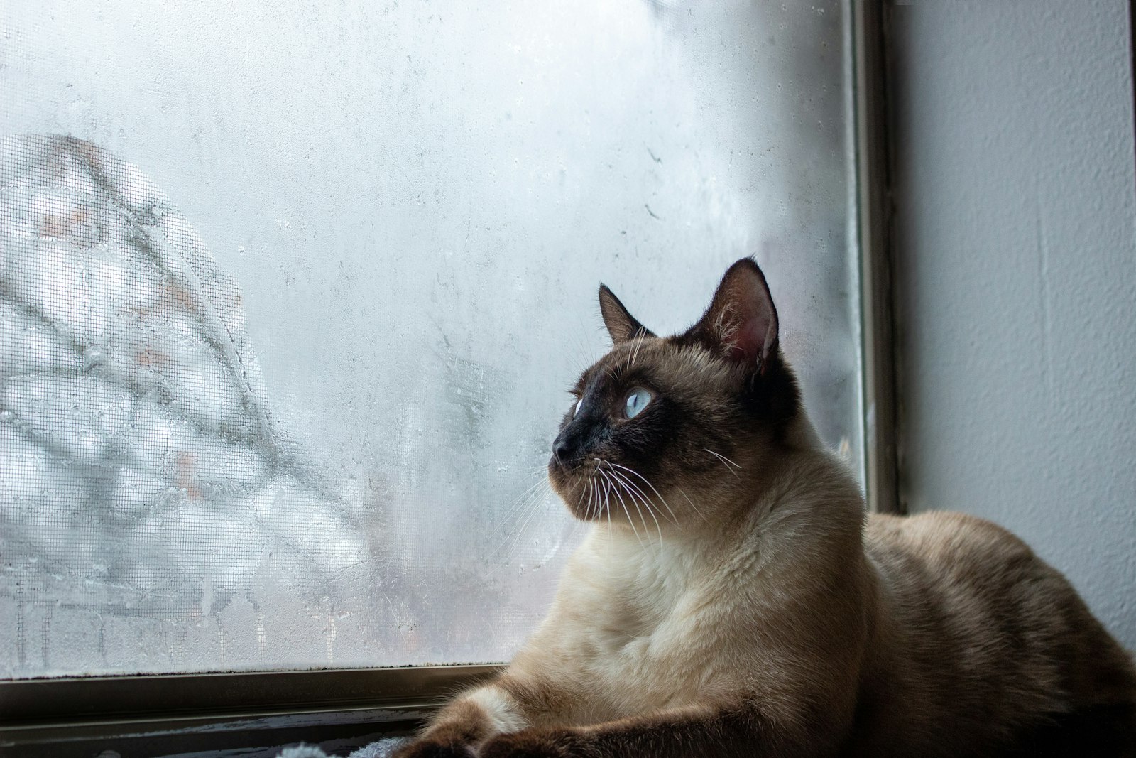 Seal-point Siamese cat resting by a frosted window, head turned in profile toward the light.