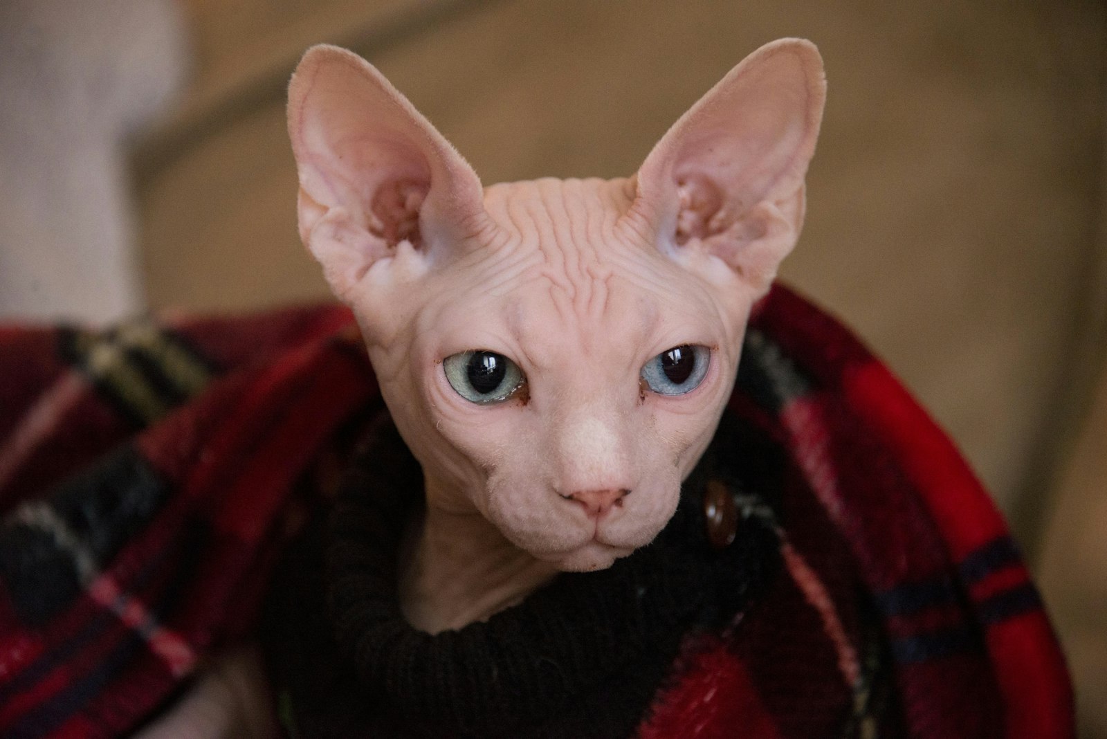 Pink Sphynx cat wrapped in a red plaid blanket, wrinkled hairless skin and large ears.