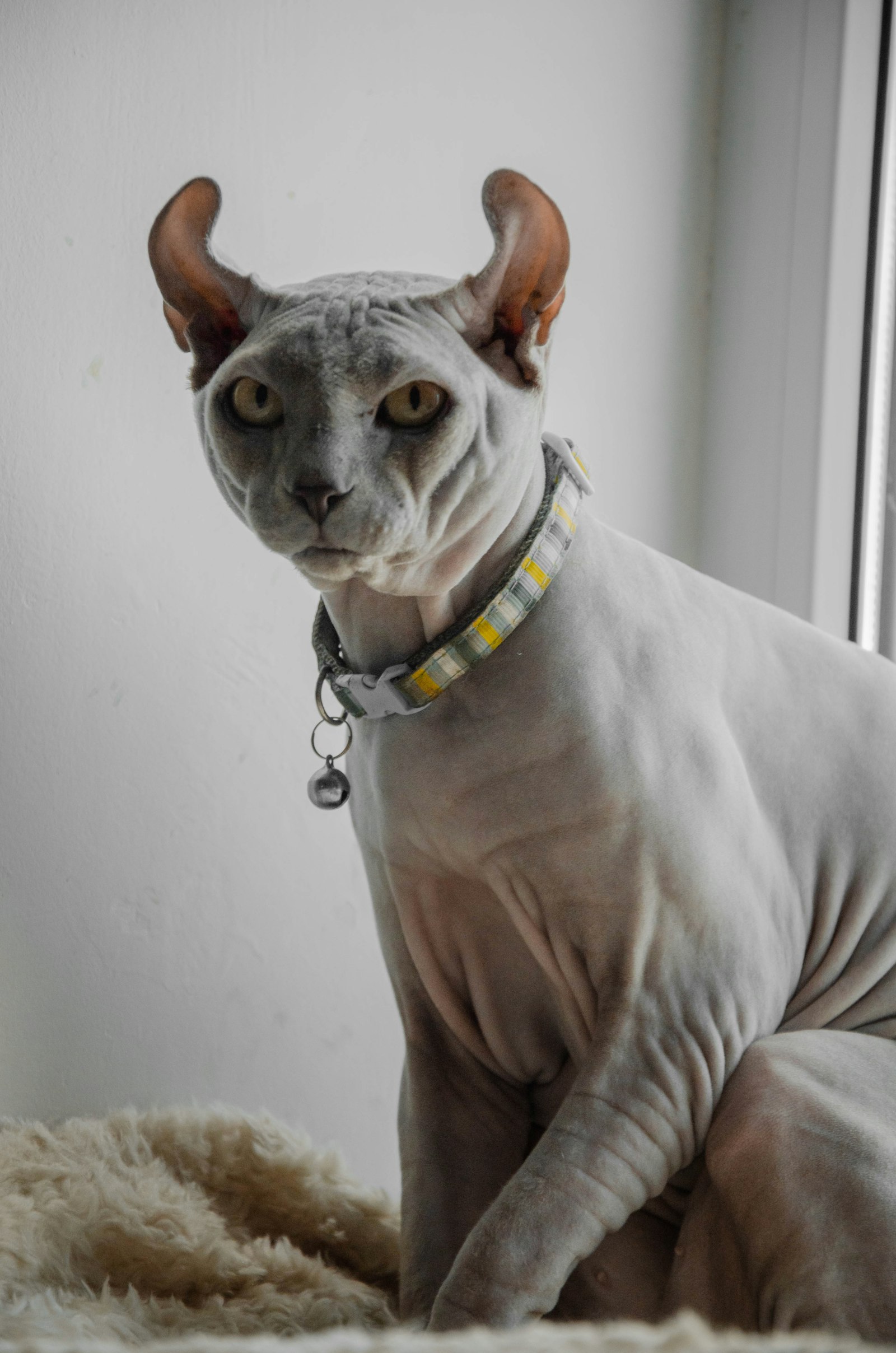 Grey Sphynx cat sitting on a windowsill wearing a checkered collar, hairless wrinkled skin.